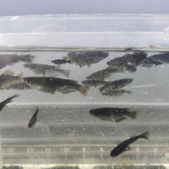 ヤマタノオロチ×妲己(選外)8匹600円の画像