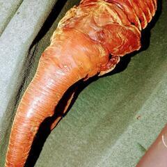 特大ヘラクレス♀単品の画像