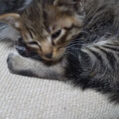 キジトラ子猫　3匹　生後一か月　