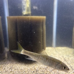 オイカワ
の画像