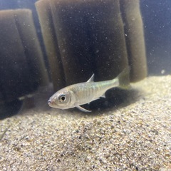 オイカワ
の画像