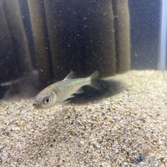 オイカワ
の画像