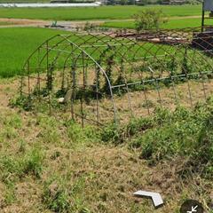 ハウスの骨組み@取引予定者決定の画像