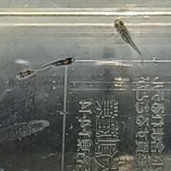 メダカ　　　天界　　　　今年生まれの画像
