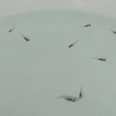 メダカ　　　天界　　　　今年生まれの画像