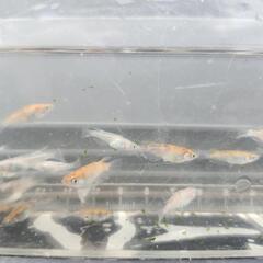 三色体外光(選外)4匹500円の画像