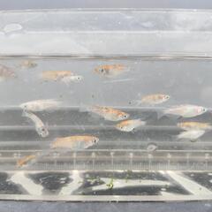 三色体外光(選外)4匹500円の画像