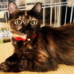 ♀2歳♥️お目めぱっちり♥️美猫♥️おしとやかなチロルちゃん