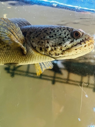 チャンナ　バルカ