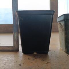 苗用のポッドの画像
