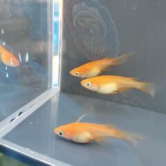 楊貴妃ヒレ長(ダルマ、ショート入り) 10匹セットの画像