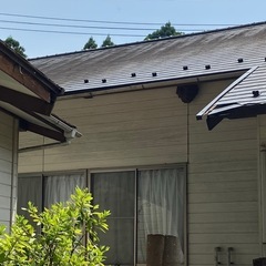 蜂の巣駆除します