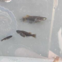 黄泉×ブラックオニキス 8匹の画像