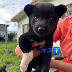 里親さん募集🐶
