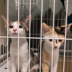 【相談中】三毛猫2匹の里親募集中です