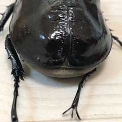 マルスゾウカブトのペアの画像