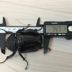 マルスゾウカブトのペアの画像