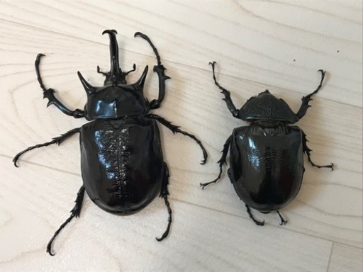 マルスゾウカブトのペア