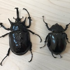 マルスゾウカブトのペアの画像
