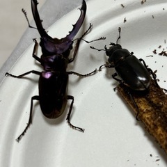 メタリフェルクワガタ  ニジイロクワガタ　ペアのもあれば単体のありのセットですの画像
