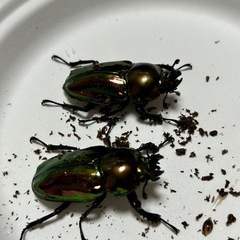 メタリフェルクワガタ  ニジイロクワガタ　ペアのもあれば単体のありのセットですの画像