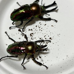 メタリフェルクワガタ  ニジイロクワガタ　ペアのもあれば単体のありのセットですの画像