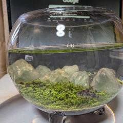 アクアリウム🌱緑のじゅうたん🌱三足ガラス水槽🌱の画像