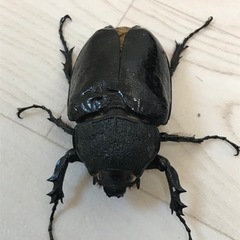 マルスゾウカブトのメス 羽パカ個体の画像