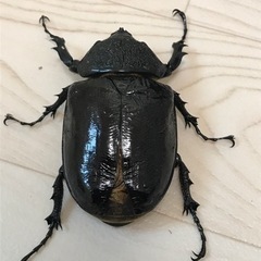 マルスゾウカブトのメス 羽パカ個体の画像
