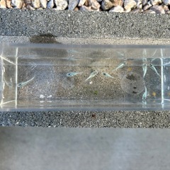 青蝶　メダカ若魚　筑紫メダカさん血統　1匹200円の画像