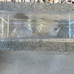 青蝶　メダカ若魚　筑紫メダカさん血統　1匹200円の画像