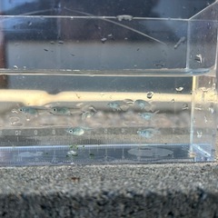 青蝶　メダカ若魚　筑紫メダカさん血統　1匹200円の画像