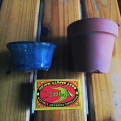 小さすぎる植木鉢の画像