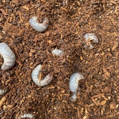 国産カブトムシの幼虫を差し上げます③の画像
