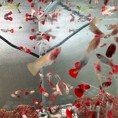 ワイルドコイグッピー(wild koi guppy)   
の画像