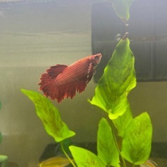 ベタ♀ ハーフムーンの画像