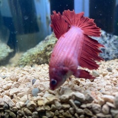 ベタ♀ ハーフムーンの画像