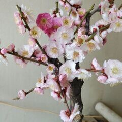 咲き分け品種の梅　思いのまま　（栽培年数6年目）　今日明日中に引き取りに来られる方を急募します！の画像