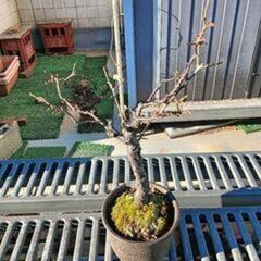 咲き分け品種の梅　思いのまま　（栽培年数6年目）　今日明日中に引き取りに来られる方を急募します！の画像