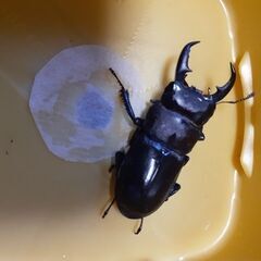 本土ヒラタクワガタ新成虫(オス／狛江市産)⑤の画像