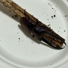 メタリフェルクワガタ  ニジイロクワガタ　ペアのもあれば単体のありのセットですの画像