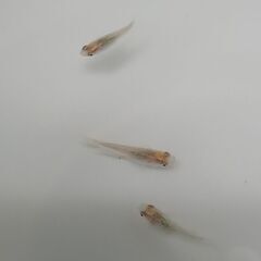 メダカ　　ジュエルの画像