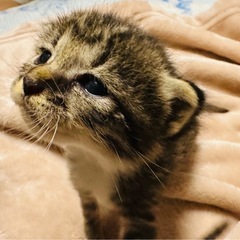 生後３週間くらいのキジシロ