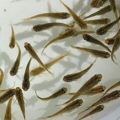 金平糖18金ゴールド8匹の画像