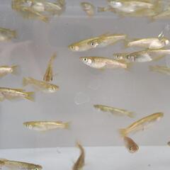 金平糖18金ゴールド8匹の画像