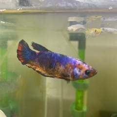 ベタ♀プラカットの画像