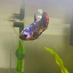 ベタ♀プラカットの画像
