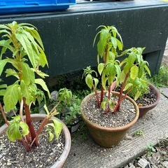 ホウセンカ　1鉢　このままどうぞ♪
の画像