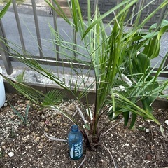 ココスヤシ　土上約70㌢　の画像