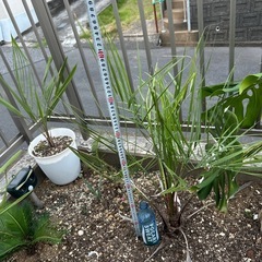 ココスヤシ　土上約70㌢　の画像